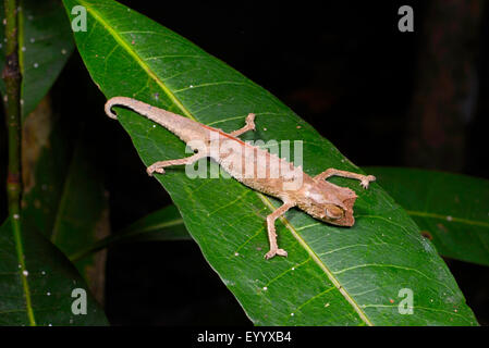 Versilbert Blatt Chamäleon (Brookesia Stumpfii), schläft auf einem Blatt, Madagaskar, Nosy Be, Lokobe Reserva Stockfoto