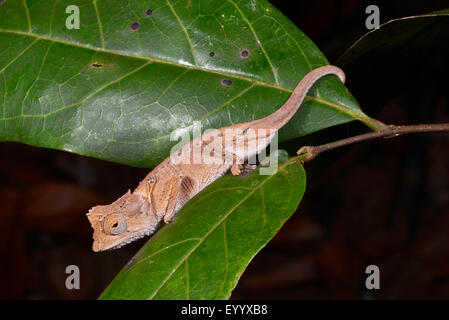 Versilbert Blatt Chamäleon (Brookesia Stumpfii), auf einem Blatt, Madagaskar, Nosy Be, Lokobe Reserva Stockfoto