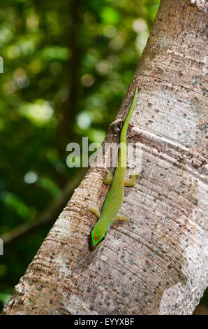 Seipp Taggecko (Phelsuma Seippi), Kopf sitzt auf einem Baumstamm erste, Madagaskar, Nosy Be, Lokobe Reserva Stockfoto