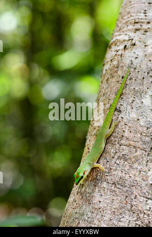 Seipp Taggecko (Phelsuma Seippi), Kopf sitzt auf einem Baumstamm erste, Madagaskar, Nosy Be, Lokobe Reserva Stockfoto