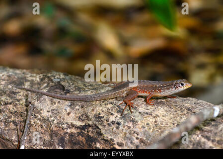 Rotbeinige geringelt Eidechse (Zonosaurus Art), auf einem Stein, Madagaskar, Nosy Be, Lokobe Reserva Stockfoto