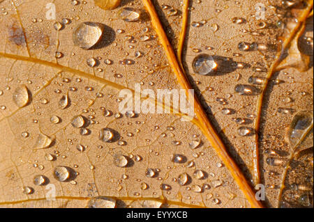 Roteiche (Quercus Rubra), Abschnitt von einem herbstlichen Blatt mit Wasser fällt, Deutschland, Nordrhein-Westfalen Stockfoto