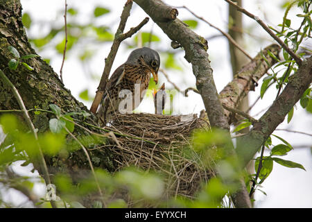 Wacholderdrossel (Turdus Pilaris), weibliche Fütterung ein Squab im Nest, Deutschland, Bayern Stockfoto
