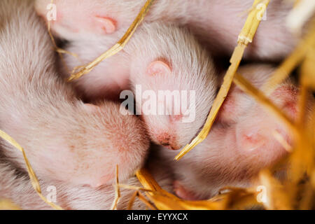 inländische Polecat, inländische Frettchen (Mustela Putorius F. Furo, Mustela Putorius Furo), eine Woche alt Tierbabys zusammen auf Stroh liegen und schlafen, Deutschland, Bayern Stockfoto