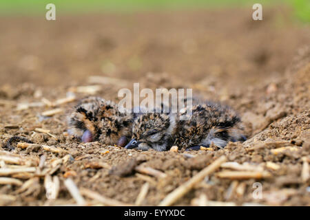 nördlichen Kiebitz (Vanellus Vanellus), hohl Küken im Nest auf leere Acre, Deutschland, Bayern, Atting Stockfoto