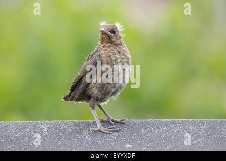 Amsel (Turdus Merula), junge Amsel hat soeben verlassen das Nest, Deutschland, Bayern Stockfoto