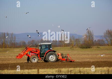 Möwen fliegen um einen Traktor im Bereich Arbeit, Deutschland, Bayern, Atting Stockfoto