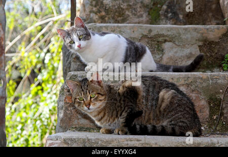 Hauskatze, Hauskatze (Felis Silvestris F. Catus), zwei Hauskatzen liegen auf den Stufen einer Treppe, Spanien, Balearen, Mallorca Stockfoto