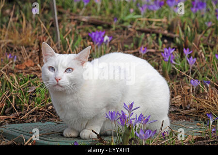 Hauskatze, Haus Katze (Felis Silvestris F. Catus), weiße Katze im Garten mit Krokussen, Deutschland Stockfoto