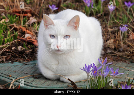 Hauskatze, Haus Katze (Felis Silvestris F. Catus), weiße Katze im Garten mit Krokussen, Deutschland Stockfoto