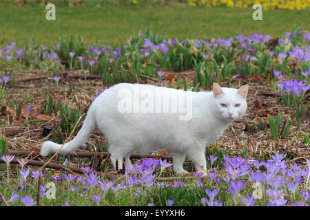 Hauskatze, Haus Katze (Felis Silvestris F. Catus), weiße Katze im Garten mit Krokussen, Deutschland Stockfoto