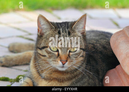 Hauskatze, Hauskatze (Felis Silvestris F. Catus), gestreifte Katze liegen auf der Terrasse im Garten, Deutschland Stockfoto