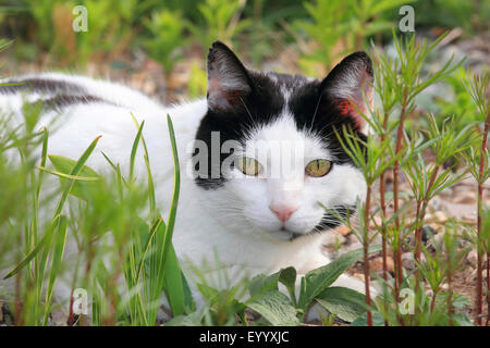 Hauskatze, entdeckt Hauskatze (Felis Silvestris F. Catus), schwarze und weiße Hauskatze liegen auf dem Rasen, Deutschland Stockfoto