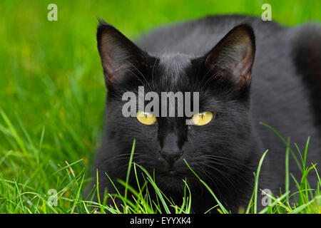 Hauskatze, Haus Katze (Felis Silvestris F. Catus), schwarze Katze liegend Gras, Deutschland Stockfoto