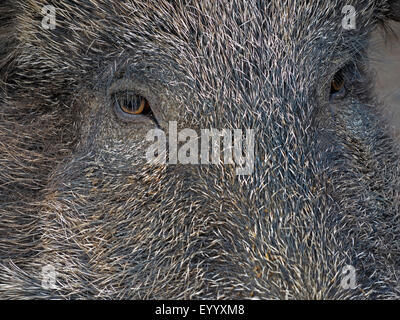 Wildschwein, Schwein, Wildschwein (Sus Scrofa), Augen von einem Bache, Deutschland, Nordrhein-Westfalen Stockfoto