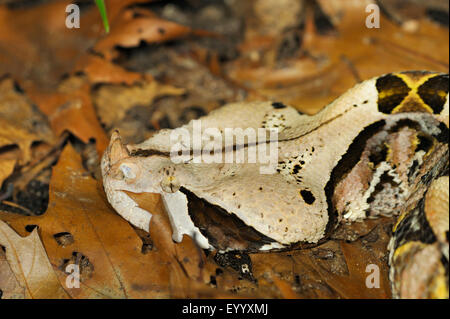 Gabun Viper (Bitis Gabonica Rhinoceros, Bitis Rhinoceros), portrait Stockfoto