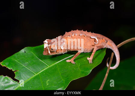 Versilbert Blatt Chamäleon (Brookesia Stumpfii), enthäuten, Madagaskar, Nosy Be, Lokobe Reserva Stockfoto