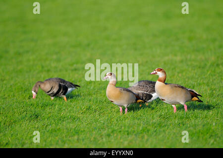 weiß – Anser Gans (Anser Albifrons), Nilgans-paar mit weiß – Blässgänse Gänse suchen Nahrung in einer Wiese, Deutschland, Nordrhein-Westfalen, Niederrhein Stockfoto