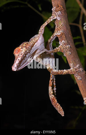 Henkel Blatt-tailed Gecko (Uroplatus Henkeli), Klettern, Madagaskar, Nosy Be, Lokobe Reserva Stockfoto