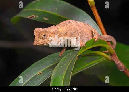 Versilbert Blatt Chamäleon (Brookesia Stumpfii), auf einem Blatt, Madagaskar, Nosy Be, Lokobe Reserva Stockfoto