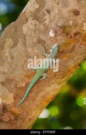 Abbott Taggecko (Phelsuma Abbotti), an einen Baumstamm, Madagaskar, Nosy Be, Lokobe Reserva Stockfoto