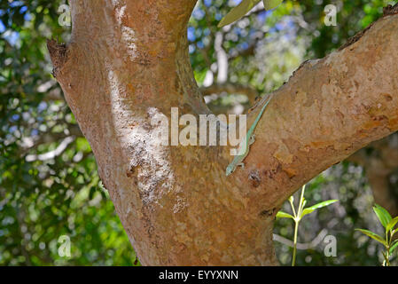 Abbott Taggecko (Phelsuma Abbotti), an einen Baumstamm, Madagaskar, Nosy Be, Lokobe Reserva Stockfoto