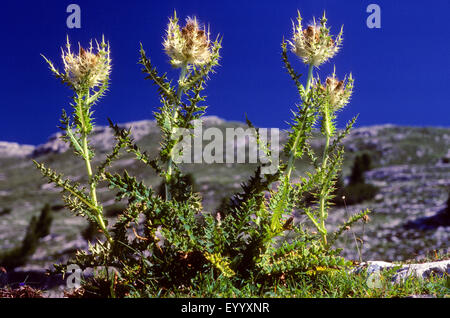 Gelbe Distel, Spiniest Distel (Cirsium Spinosissimum), blühen, Deutschland Stockfoto