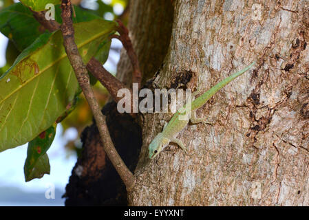 Abbott Taggecko (Phelsuma Abbotti), an einen Baumstamm, Madagaskar, Nosy Be, Lokobe Reserva Stockfoto