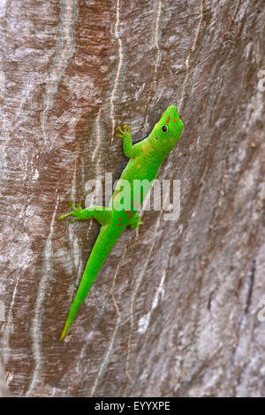 Madagaskar Riesen Taggecko (Phelsuma Madagascariensis Grandis, Phelsuma Grandis), auf einem Baumstamm, Madagaskar, Nosy Be, Lokobe Reserva Stockfoto