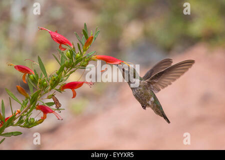 Kolibri (Trochilidae), trinkt Nektar aus einer Blume, USA, Arizona, Boyce Thompson Arboretum Stockfoto