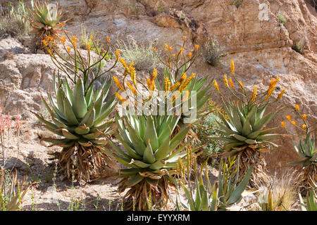 Berg-Aloe, flache Flowerd Aloe, großen stacheligen Aloe (Aloe Marlothii), blühenden Gruppe an einem Felsen Wand, USA, Arizona, Boyce Thompson Arboretum Stockfoto