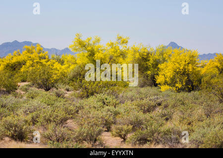 Blaue Palo Verde (Parkinsonia Florida), Blüte Gruppe, USA, Arizona, Sonora Stockfoto