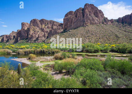 Blaue Palo Verde (Parkinsonia Florida), Salt River mit blühenden Parkinsonia Florida am Ufer, USA, Arizona, Salt River Stockfoto