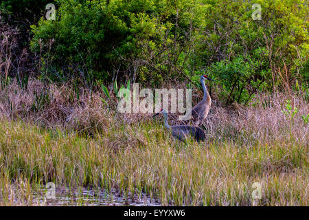 Sandhill Kran (Grus Canadensis), paar hohen Gras am Fluss Ufer, USA, Florida, Kissimmee Stockfoto