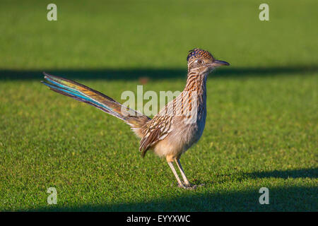 Geringerem Road-Runner (Geococcyx Velox), lauern für Beute, USA, Arizona Stockfoto