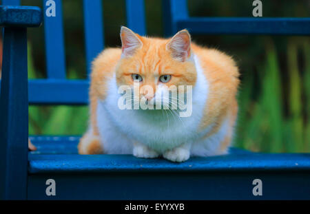 Hauskatze, Hauskatze (Felis Silvestris F. Catus), rot und weiß getupft Katze liegend auf einem blauen Gartenbank, Deutschland Stockfoto