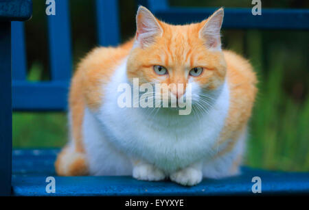 Hauskatze, Hauskatze (Felis Silvestris F. Catus), rot und weiß getupft Katze liegend auf einem blauen Gartenbank, Deutschland Stockfoto