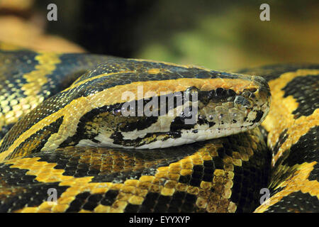 Burmesischen Python (Python Bivittatus, Python aus Bivittatus), portrait Stockfoto