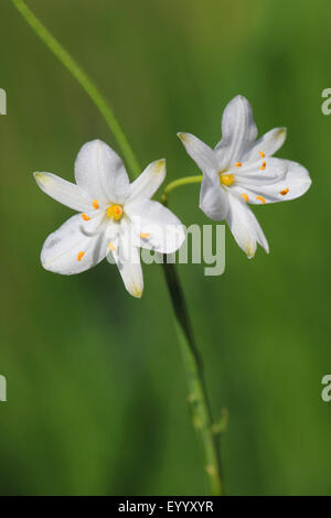 St. Bernard Lilie (Anthericum Liliago), Blumen, Deutschland Stockfoto