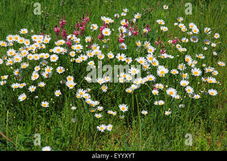 Oxeye Daisy, Ochsen-Auge Daisy, weiß-Weed, White Daisy, Hund Daisy, Margerite (Chrysanthemum Leucanthemum, Leucanthemum Vulgare), Wiese mit Oxeye Gänseblümchen, Deutschland Stockfoto