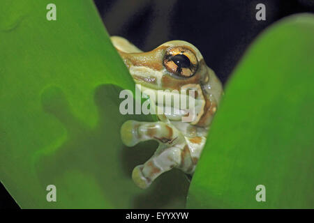 Amazonas Baldachin Frosch, blaue Milch Frosch (Phrynohyas Resinifictrix, Trachycephalus Resinifictrix), auf einem Blatt Stockfoto