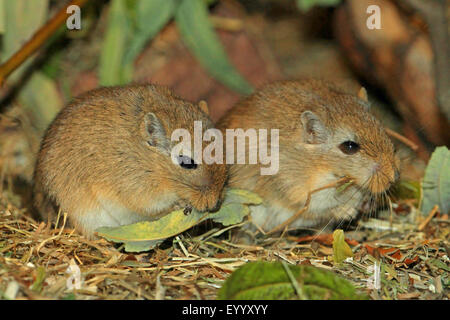 Mongolische Rennmaus, Krallen gehalten (Meriones Unguiculatus), zwei Rennmäuse sitzen neben einander füttern Stockfoto