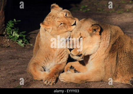 Asiatische Löwe (Panthera Leo Persica), eine Löwin, die eine andere Pflege Stockfoto