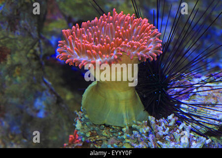 vierfarbige Anemone, Blase-Tip Anemone, Birne-Tip Anemone, Birne-Tentakel Seeanemone, kastanienbraunen Anemone (Entacmaea Quadricolor), mit Seeigel Stockfoto