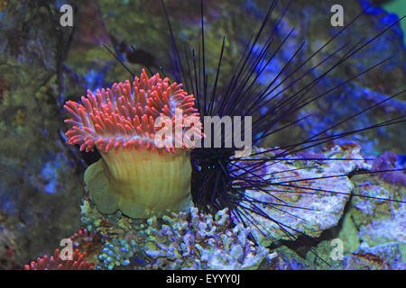 vierfarbige Anemone, Blase-Tip Anemone, Birne-Tip Anemone, Birne-Tentakel Seeanemone, kastanienbraunen Anemone (Entacmaea Quadricolor), mit Seeigel Stockfoto