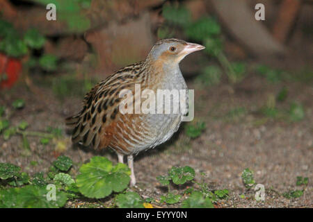 Mais Crake, Wachtelkönig (Crex Crex), Spaziergänge auf dem Boden, Deutschland Stockfoto