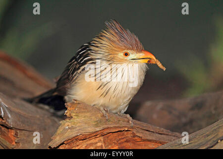 Guira Kuckuck (Guira Guira) mit Larve im Schnabel Stockfoto