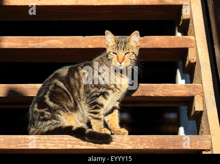 Hauskatze, Hauskatze (Felis Silvestris F. Catus) auf Holztreppe, Deutschland Stockfoto