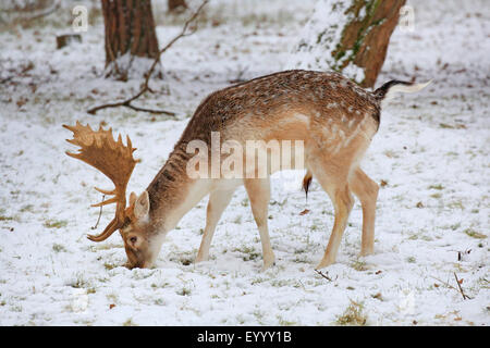 Damhirsch (Dama Dama, Cervus Dama), männlich im Winter, Deutschland Stockfoto