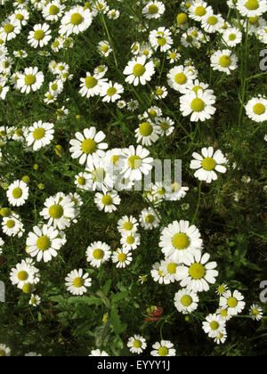 Duftende mayweed, Deutsch, Deutsch mayweed Kamille (Matricaria Chamomilla, Matricaria recutita), blühende, Deutschland, Nordrhein-Westfalen Stockfoto